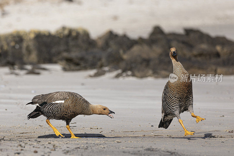 Quarrelsome female Upland Geese, aka Magellan Goose, Chloephaga picta; Caiquén; Falklands